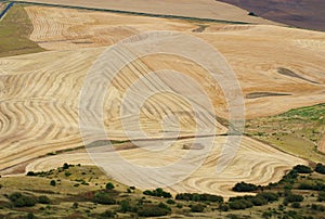 Wheat Patterns, Palouse, Washington