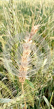 Wheat plant   beautiful captured from farmers field
