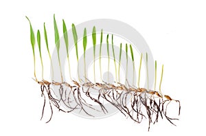 Wheat plant cultivation agriculture Growth stages isolated photography
