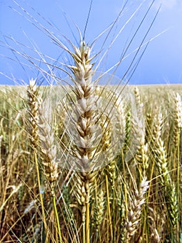 Wheat plant on field