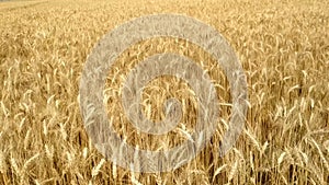 Wheat plant in the field organic food farming crop golden color