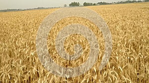 Wheat plant in the field organic food farming crop golden color