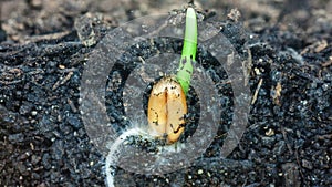 Wheat plant growing from soil