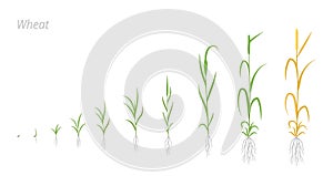 Wheat plant growth stages development. Triticum aestivum. Species of cereal grain. Harvest animation progression photo