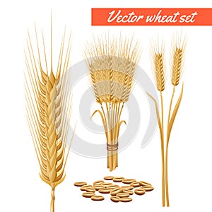 Wheat plant heads and grain poster