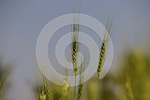 Wheat plant image, grass ears background