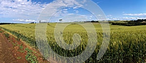 Wheat plantation landscape with dirt road and an isolated Araucaria tree. wheat field,