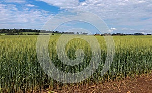 Wheat plantation landscape with dirt road and an isolated Araucaria tree. wheat field