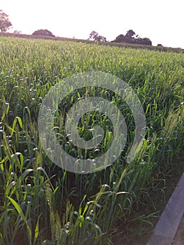 Wheat Plants, Wheat Crop in Madhya Pradesh India