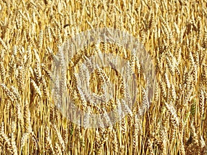 Wheat plants field