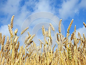 Wheat plants field