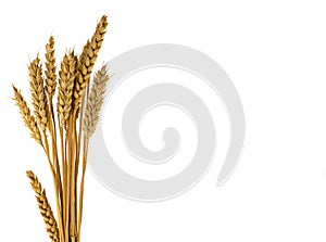 Wheat plants isolated on white