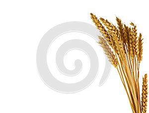 Wheat plants isolated on white