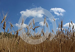 Wheat Plants and Seed Heads Ready for Harvest