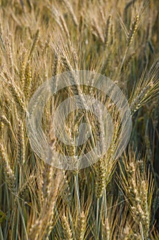 Wheat Plants in Sunshine of Wheat Field