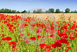 Wheat and poppies