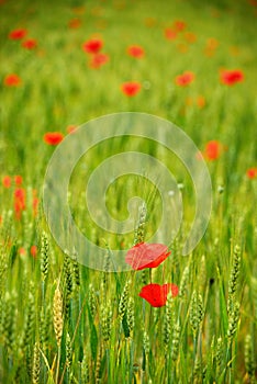Wheat and poppies