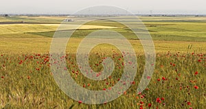 Wheat and poppies field