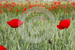 Wheat Poppies in a green cereal crop