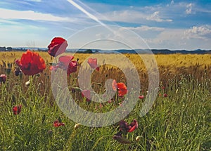 Wheat and poppies in a sunny day photo