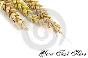 Wheat Post Card