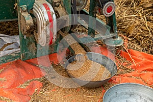 Wheat pouring from the thresher machine in the agriculture field. selective focus