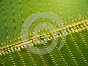Wheat and rapeseed fields with tractor tracks.