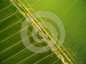 Wheat and rapeseed fields with tractor tracks.