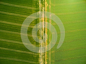 Wheat and rapeseed fields with tractor tracks.