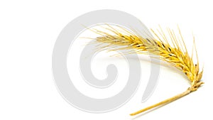 Wheat raw grain. Whole, barley, harvest wheat sprouts. Wheat grain ear or rye spike plant isolated on white background, for cereal