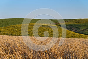 Wheat ready to harvest