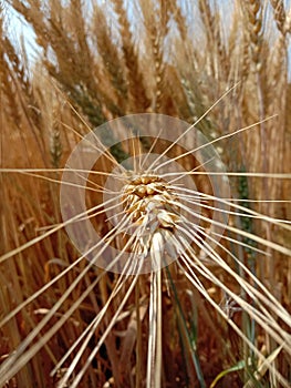 Wheat Red blue Bush Crop Sun Grass garden green nature soil field dry plants flower red blue