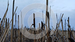 Wheat residual after cutting crops , gehun ki totar , farm residue , dry trunk of wheat photo