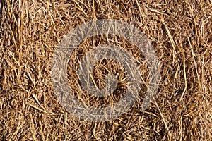 Wheat residues background photo