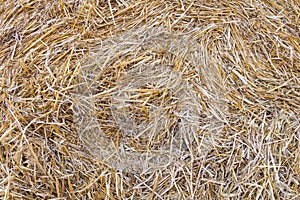 Wheat residues background