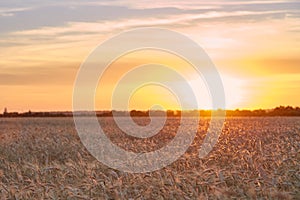 Wheat ripe field in the sunset light of the sun