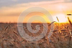 Wheat ripe field in the sunset light of the sun
