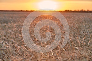 Wheat ripe field in the sunset light of the sun