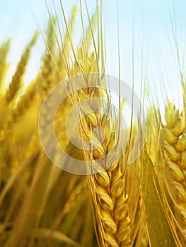 Wheat is ripe for harvest on a spring day with full, heavy kernels