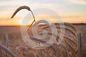 Wheat ripe spike in close sunset light close up