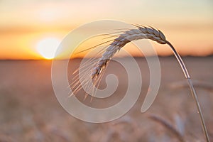 Wheat ripe spike in close sunset light close up