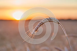 Wheat ripe spike in close sunset light close up