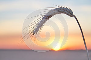 Wheat ripe spike in close sunset light close up