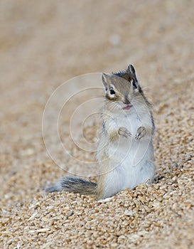 Wheat with rodent photo