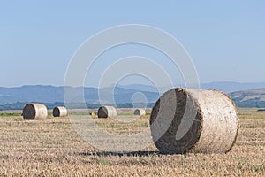 Wheat rolls on the agriculture field