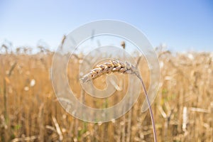 Wheat rye barley ears field ready for harvest