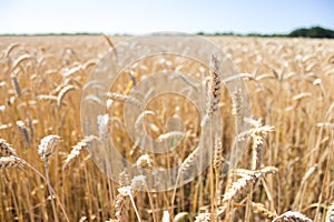 Wheat rye barley ears field ready for harvest