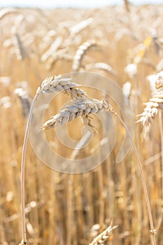 Wheat rye barley ears field ready for harvest