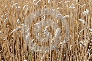 Wheat rye barley ears field ready for harvest