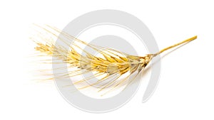 Wheat rye barley oat seeds. Whole, barley, harvest wheat sprouts. Wheat grain ear or rye spike plant isolated on white